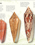 Anthology Shells