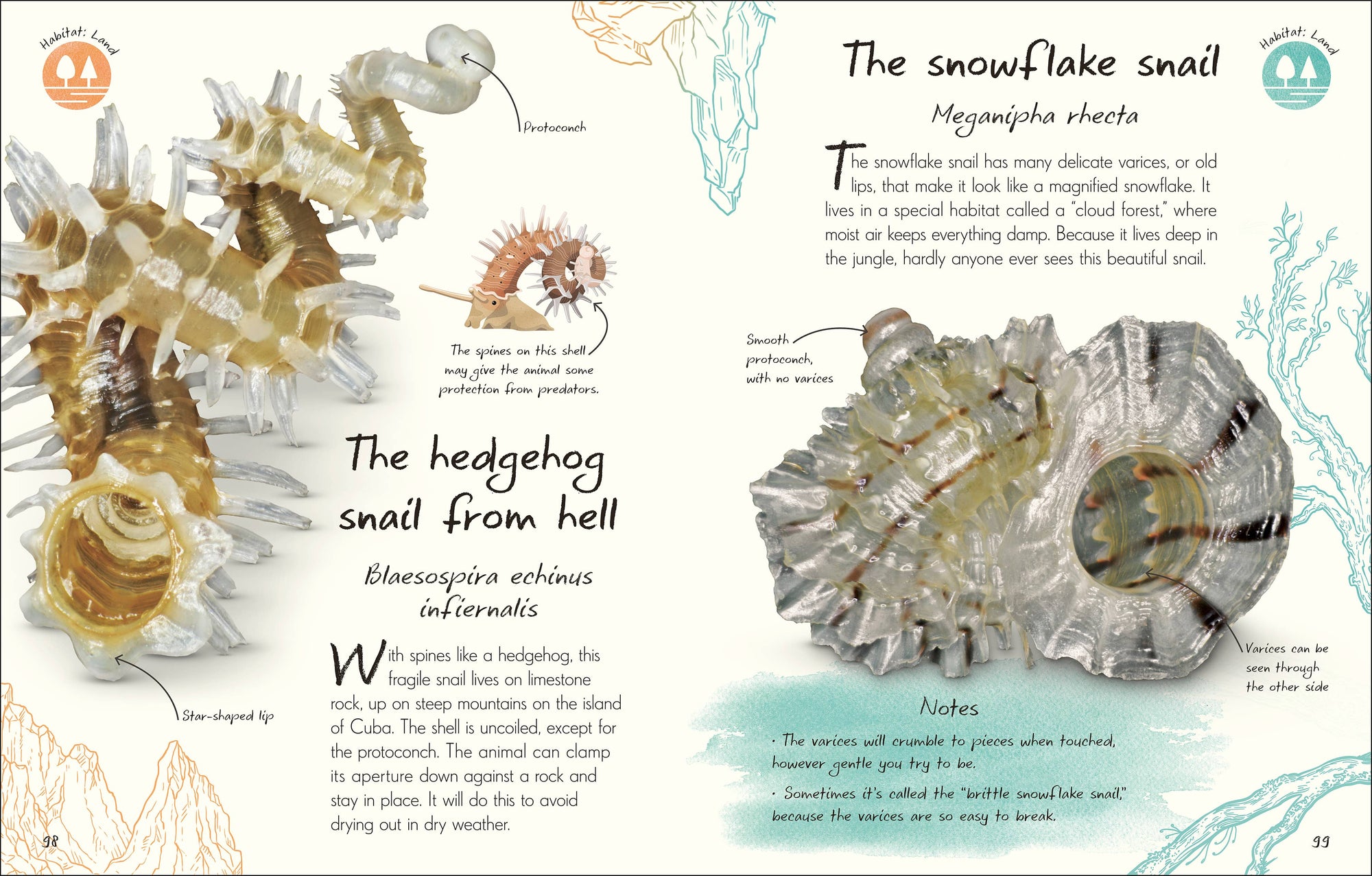 Anthology Shells