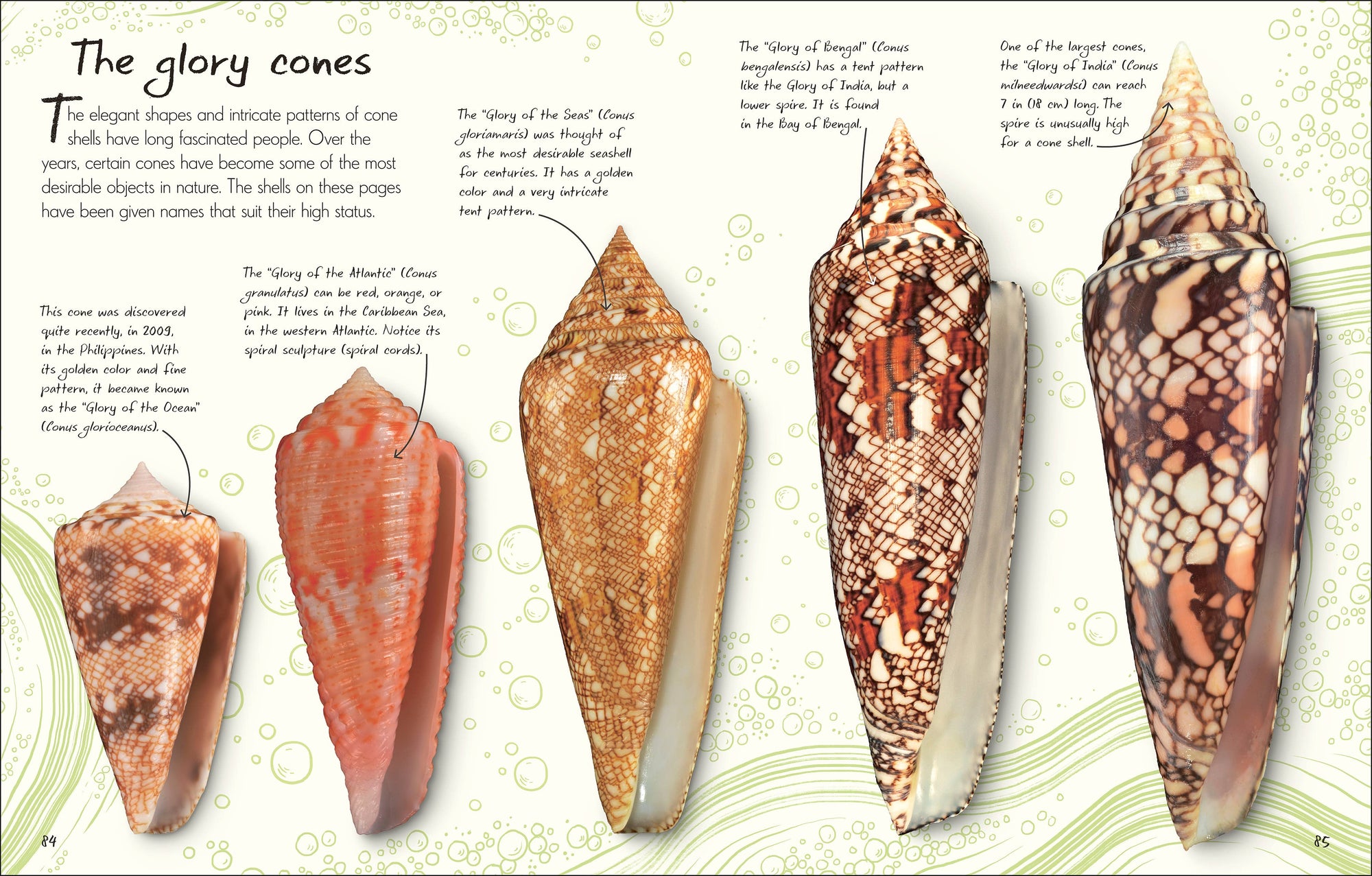Anthology Shells