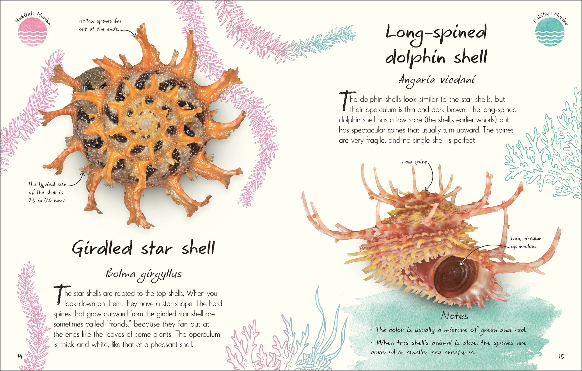 Anthology Shells